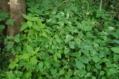 Rhynchoglossum obliquum